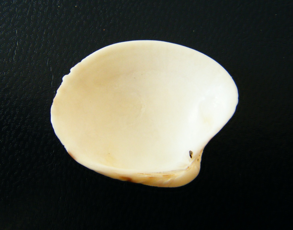 Bivalve2